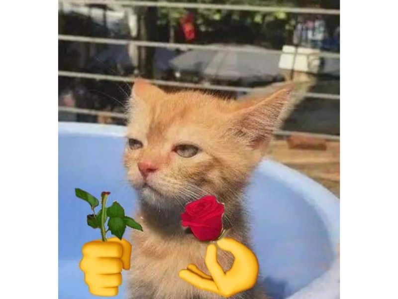 Lê Quang Trường avatar